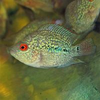 Super Red Dragon Flowerhorn 10cm