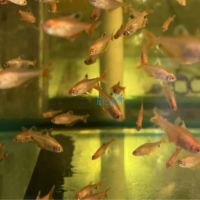 Super Serpae Tetra 3cm