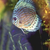 Blue Turquoise Discus 5cm