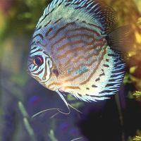 Blue Turquoise Discus 7cm