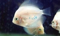 White Swan Discus 5cm