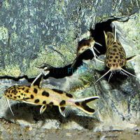 Synodontis Petricola 3cm