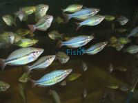 Wonga Creek Rainbow 5cm