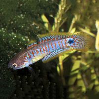 Peacock Gudgeon N.G 3.5cm