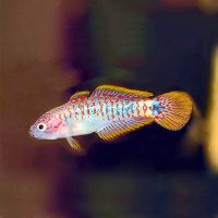 Peacock Gudgeon N.G 3cm