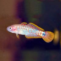 Peacock Gudgeon N.G 4cm