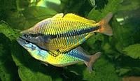 Malanda Rainbow 3.5cm - Williams Creek