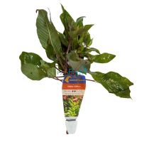 Temple Green - Bunch