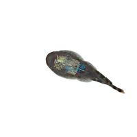 Borneo Sucker 3cm