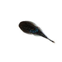 Borneo Sucker 4.5cm