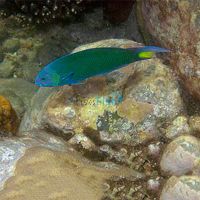 Moon Wrasse - Small