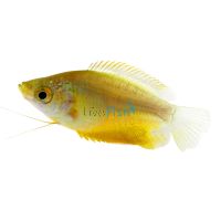 Thicklip Gourami - Bronze 5cm