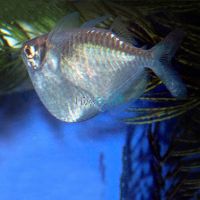 Giant Hatchet Fish - Wild Caught 4cm