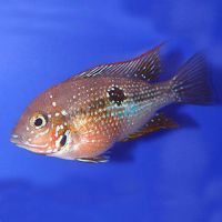 Blue Spangled Firemouth Cichlid 5cm