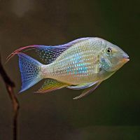 Threadfin Acara Cichlid 5cm 