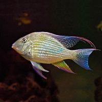 Threadfin Acara Cichlid 9cm