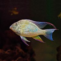 Thread-Finned Acara 3.5cm