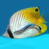 Threadfin Butterflyfish - Small