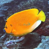 Threespot Angelfish - Medium
