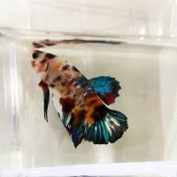 Select Male Plakat Koi Siamese Betta 4cm