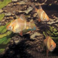 Golden Tiger Barb 2cm