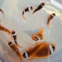 2x Tomato Clownfish 4cm