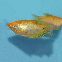 Gold Gourami 5cm