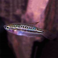 Sparkling Gourami 3cm