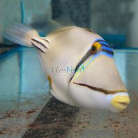 Triggerfish Assasi - Medium