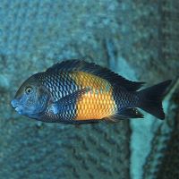 Tropheus Bemba Red 5cm
