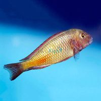 Tropheus Moliro Red 4cm