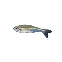 Green Neon Tetra 1cm