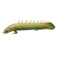 Albino Bichir 16cm