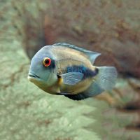 Cichlid Uaru 8cm