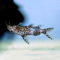 Upside Down Catfish 3.5cm