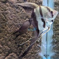 V.T Black & White Angelfish 8cm