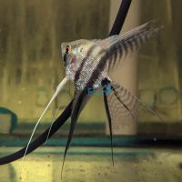 V.T Pearscale Angelfish 6cm