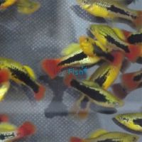 Hawaiian Variatus Platy 4cm