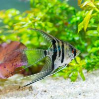 Assorted Veiltail Angelfish 4cm