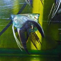 Veiltail Tuxedo Angel Fish 4cm 
