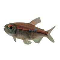 Watermelon Tetra - Wild Caught 4cm