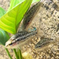 Western Pygmy Perch 4cm