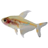 White Fin Ornate Tetra 3cm