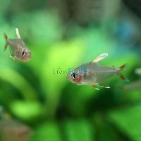 White Fin Ornate Tetra 2cm 