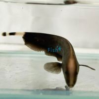 Knife Fish White Ghost 5cm