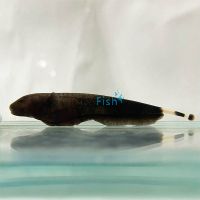 White Ghost Knife Fish 6cm