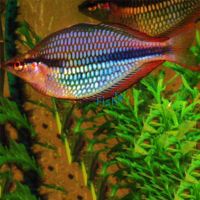 Wonga Creek Rainbow 5cm