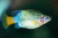 Redtailed Goodeid 4cm
