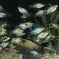 Blue Platy 4cm