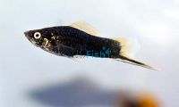 Assorted Male Swordtail 5cm